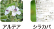 アルテア、シラカバ