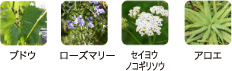 ブドウ、ローズマリー、セイヨウノコギリソウ、アロエ