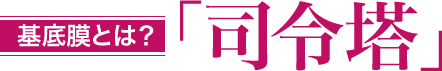 基底膜とは？「司令塔」