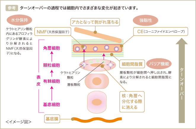 ［参考］ターンオーバーの過程では細胞内でさまざまな変化が起きています。