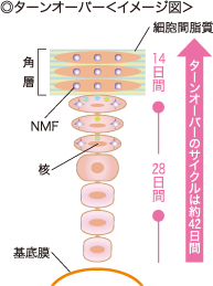 ターンオーバー〈イメージ図〉