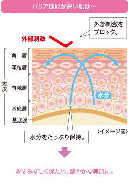 バリア機能が高い肌は…