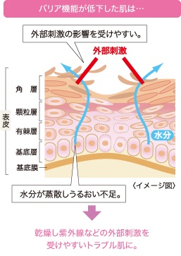 バリア機能が低下した肌は…