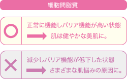 細胞間脂質