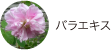バラエキス
