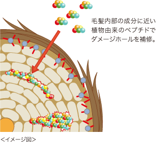 毛髪内部の成分に近い植物由来のぺプチドでダメージホールを補修。