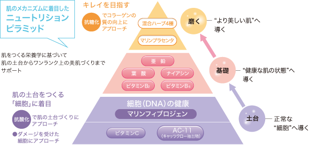 肌のメカニズムに着目したニュートリションピラミッド