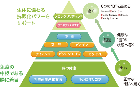 ビーソディン ニュートリション ピラミッド