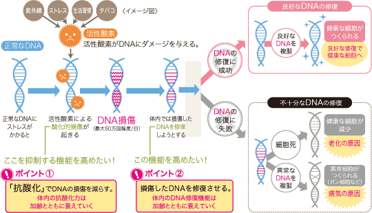 DNAの損傷と修復イメージ