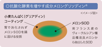 ◎抗酸化酵素を増やす成分メロングリソディン<sup>®</sup>