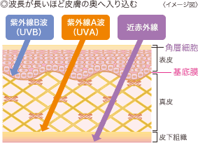 ◎波長が長いほど皮膚の奥へ入り込む