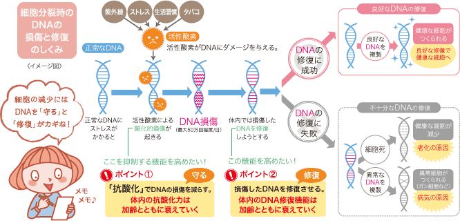 細胞分裂時のDNAの損傷と修復のしくみ