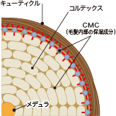 健康な髪の断面図