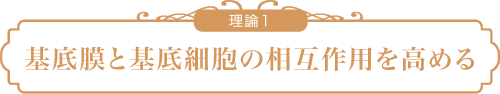 理論1:基底膜と基底細胞の相互作用を高める