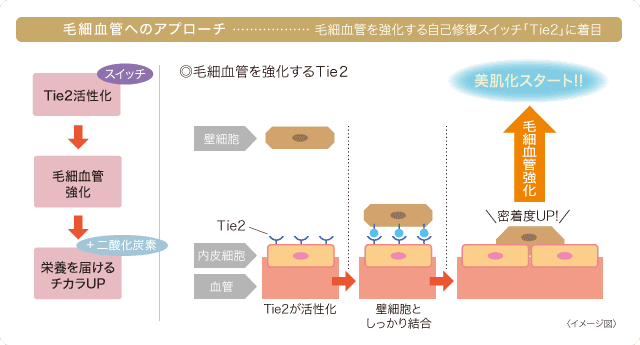 毛細血管へのアプローチ