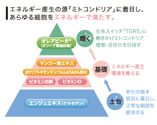 エネルギー産生の源「ミトコンドリア」に着目し、あらゆる細胞をエネルギーで満たす。