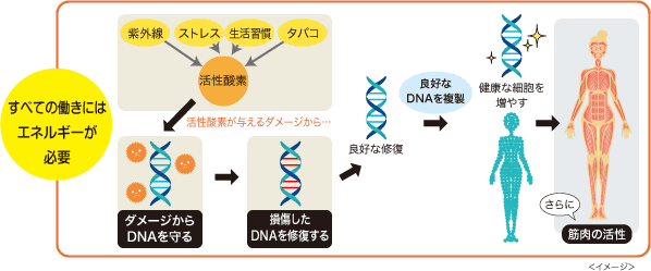 全ての働きにはエネルギーが必要