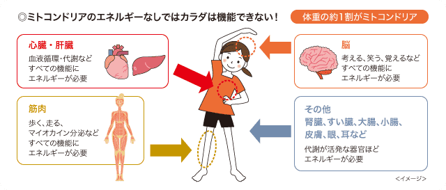 ◎ミトコンドリアのエネルギーなしではカラダは機能できない！