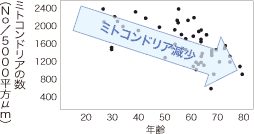 ミトコンドリアの数（No／5000平方μm）