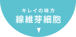 キレイの味方 線維芽細胞