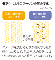 ●糖化によるコラーゲンの質の変化