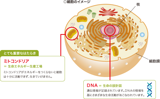 ◎細胞のイメージ