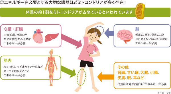 ◎エネルギーを必要とする大切な臓器ほどミトコンドリアが多く存在！