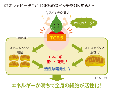 ◎オレアビータ®がTGR5のスイッチをONすると…