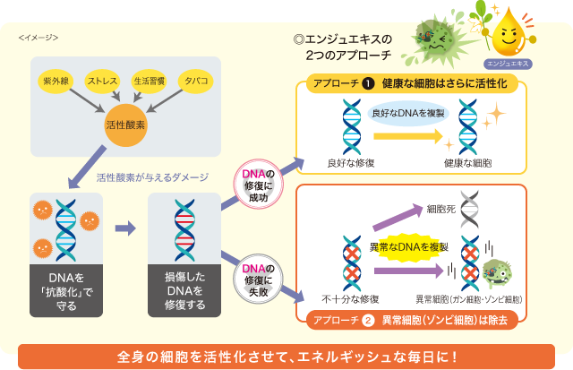 ◎エンジュエキスの
					　2つのアプローチ〜全身の細胞を活性化させて、エネルギッシュな毎日に！