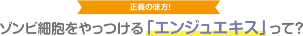 正義の味方!ゾンビ細胞をやっつける「エンジュエキス」って？