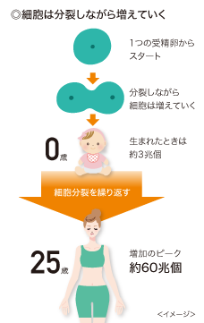 細胞は分裂しながら増えていく