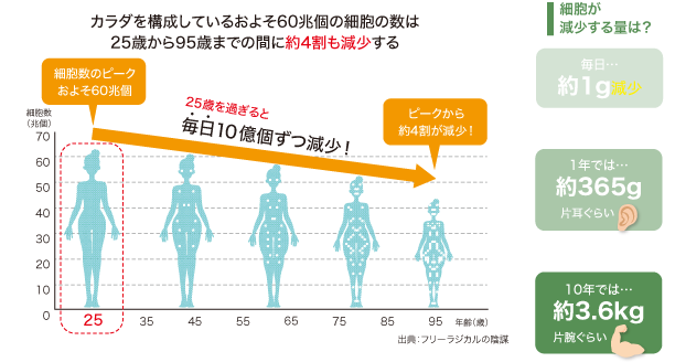 カラダを構成しているおよそ60兆個の細胞の数は25歳から95歳までの間に約4割も減少する/