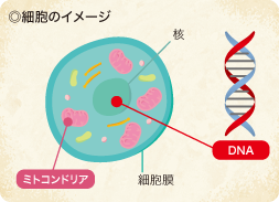 細胞のイメージ