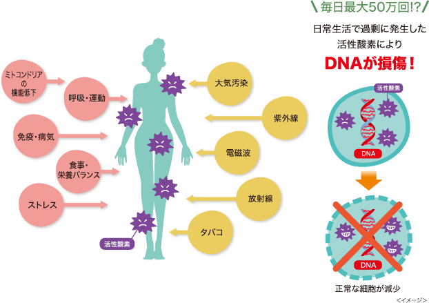 活性酸素が発生する原因達とDNAの損傷