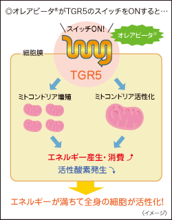 ◎オレアビータ®がTGR5のスイッチをONすると…