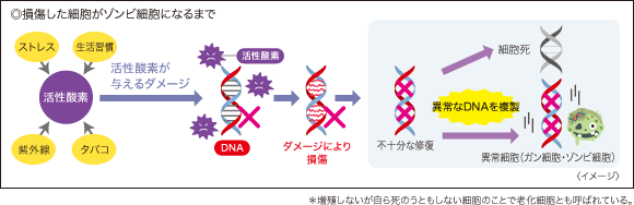 ◎損傷した細胞がゾンビ細胞になるまで