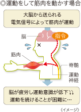 ◎運動をして筋肉を動かす場合