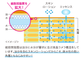 細胞間脂質を拡大！