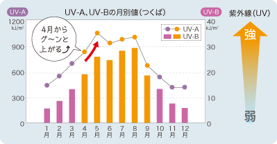 UV-A、UV-Bの月別値（つくば）
