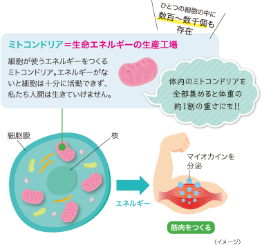 ミトコンドリア＝生命エネルギーの生産工場