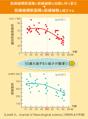 筋線維横断面積と筋線維数の加齢に伴う変化