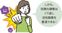 しかも、抗酸化酵素はくり返し活性酸素を撃退できる！