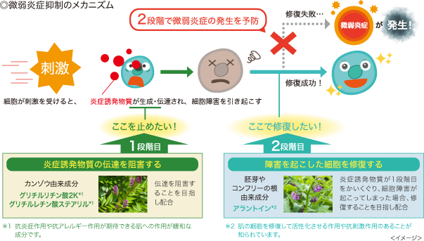 微弱炎症抑制のメカニズム