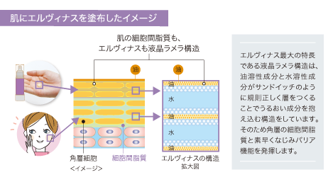 肌にエルヴィナスを塗布したイメージ