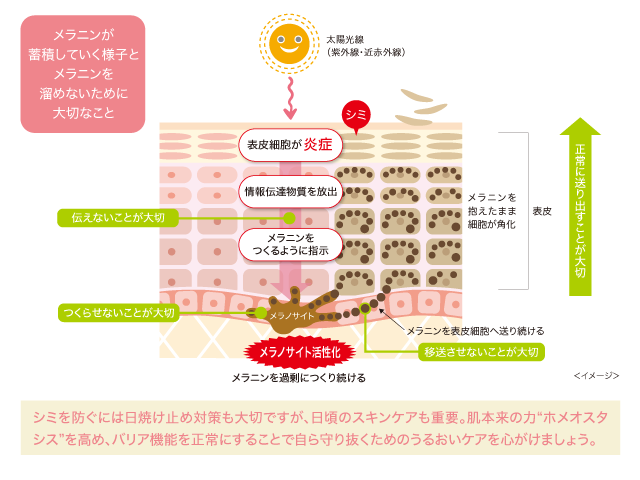 メラニンが蓄積していく様子とメラニンを溜めないために大切なこと