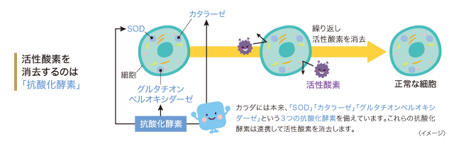 活性酸素を消去するのは「抗酸化酵素」