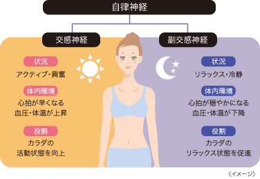 自律神経／交感神経／副交感神経