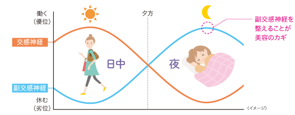 副交感神経を整えることが美容のカギ