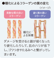 ●糖化によるコラーゲンの質の変化