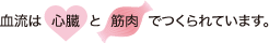 血流は心臓と筋肉でつくられています。